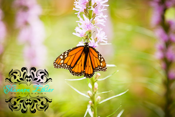Butterflies Summer 2017-0288-2