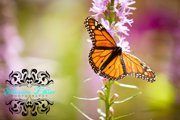 Butterflies Summer 2017-0289-2