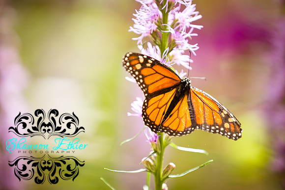 Butterflies Summer 2017-0290