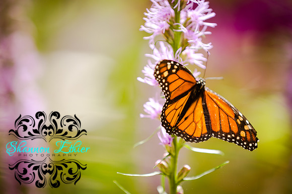 Butterflies Summer 2017-0291