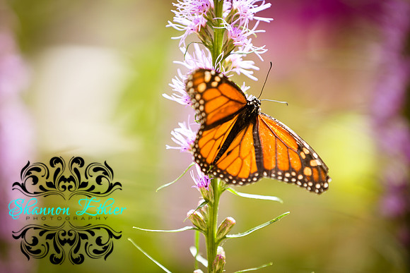 Butterflies Summer 2017-0292