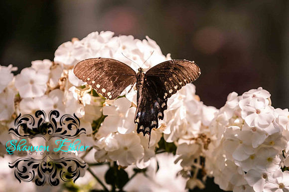 Handi Butterfly at Heritage Summer 2013-9765